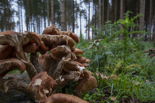 paddenstoelen in het bos.