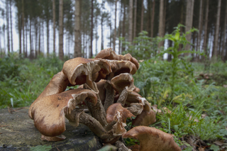 ochtendje paddenstoelen zoeken in het bos