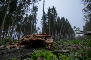 paddenstoelen in het bos