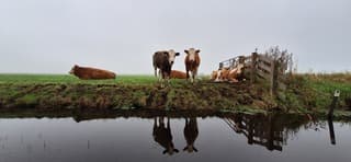Mooie weerspiegeling in het water en grijs herfstweer 