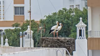 Ooievaars op het nest