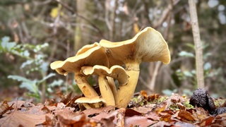 een grijze herfstdag