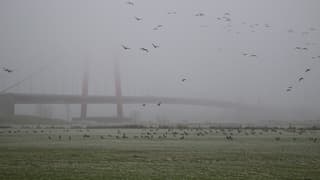 Mist, ganzen en een brug