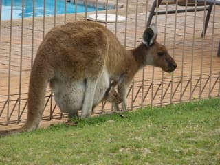 kangoroe met jong in buidel