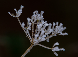 Vorst 
