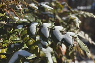 Mooie winterplaatjes in het zuiden van de VS bij -10