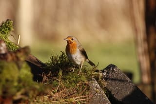Roodborstje in Odijk