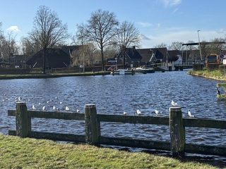 Meeuwen in het zonnetje 