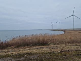 Roze flamingo's Grevelingendam