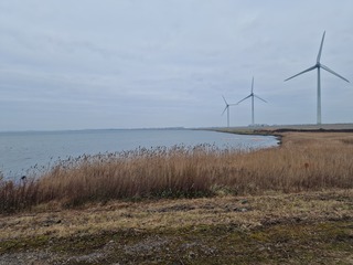 Roze flamingo's Grevelingendam
