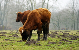 Koeien en mollen