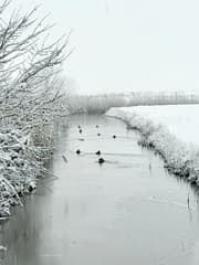 Eendjes in winterweer 