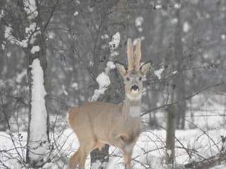 Ree in de sneeuw
