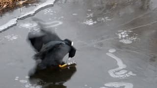 Stoeiende Meerkoetjes op glad ijs, Arboretum Kalmthout.