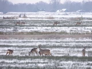 collage; Reeënspong bij de d'Amelannen