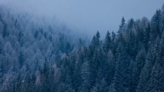 Bomen bedekt met sneeuw door mist en kou