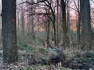 Bevroren bos vurige zonsondergang 
