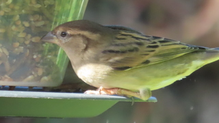 Musje aan de voerbak