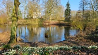 Duizenden sneeuwklokjes 