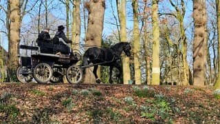 Met paard en wagen tussen de sneeuwklokjes 