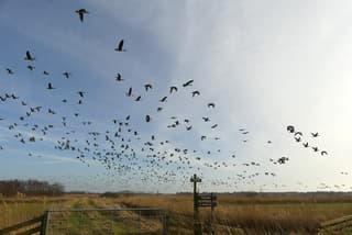 Ganzen bij de Morra Friesland