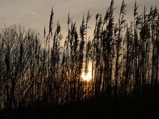 Zon door riet