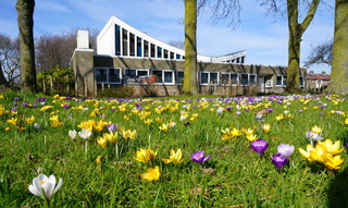Mooi voorjaarsveldje krokussen