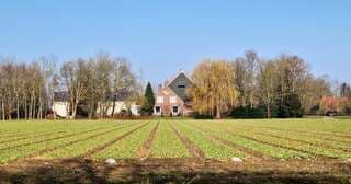 Groen tulpenveld met boerderij