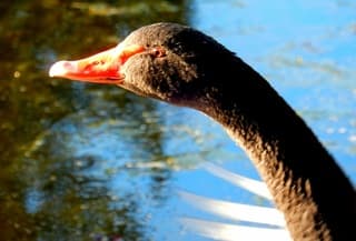 Heerlijk dat lentezonnetje op je snoet.