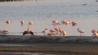 filmpje Flamingo's