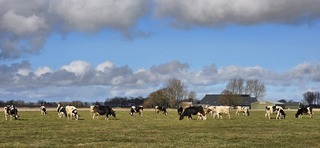 Koeien in de wei en een blauw bewolkte lucht vanmiddag 