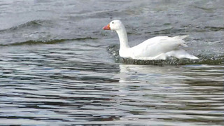 De witte ganzen !