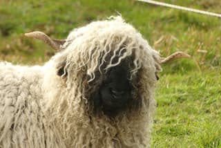 Schaap