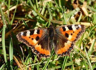 Kleine vos - Aglais urticae