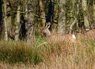 Ree - Capreolus capreolus♂