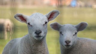 Lammetjes naar buiten