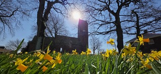 Zon bloeiende narcissen en een strak blauwe lucht 