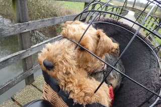 Heerlijk fietsweer en Loua de welsh mag ook mee.