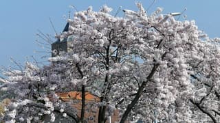Blauwe lucht, zon en prachtige lentbloesems