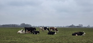 Koeien in de Groninger wei en dichte bewolking 