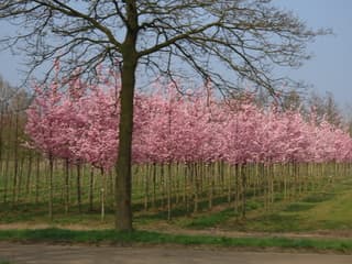 Veel roze bloesem boompjes te zien.