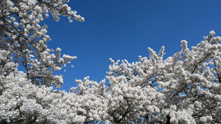 Strak blauwe lucht