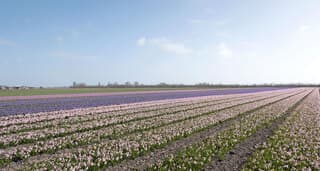 Hycinten vanmorgen bij een heldere lucht met zon.