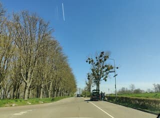 Blauwe lucht, zon en maretakken in boom. Meers.