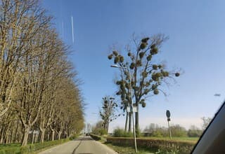 Blauwe lucht en zon en wind, Maretakken  in Meers.