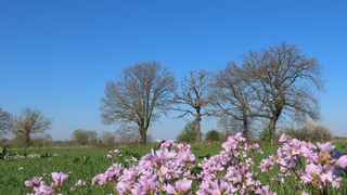 Pinksterbloem 
