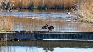 Aalscholver in de zon