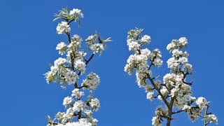 Perenbloesems voor blauwe lucht