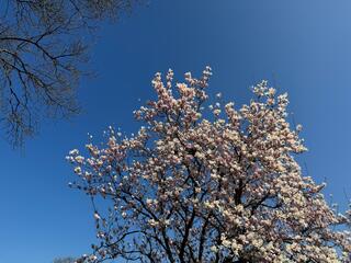 Magnolia