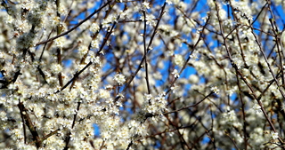 Bloesems 